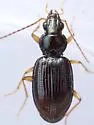 Bembidion texanum - photo 5