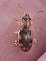 Bembidion tigrinum - photo 3