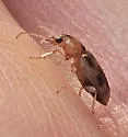 Bembidion tigrinum - photo 4