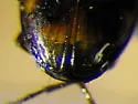 Bembidion timidum