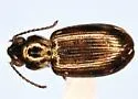 Bembidion timidum - photo 2