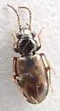 Bembidion timidum - photo 3