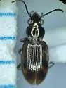 Bembidion timidum - photo 4