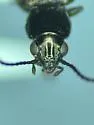 Bembidion timidum - photo 5