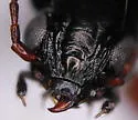 Bembidion transparens - photo 2