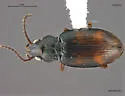 Bembidion transparens - photo 3