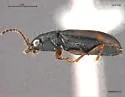 Bembidion transparens - photo 4
