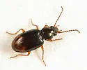 Bembidion transparens - photo 5