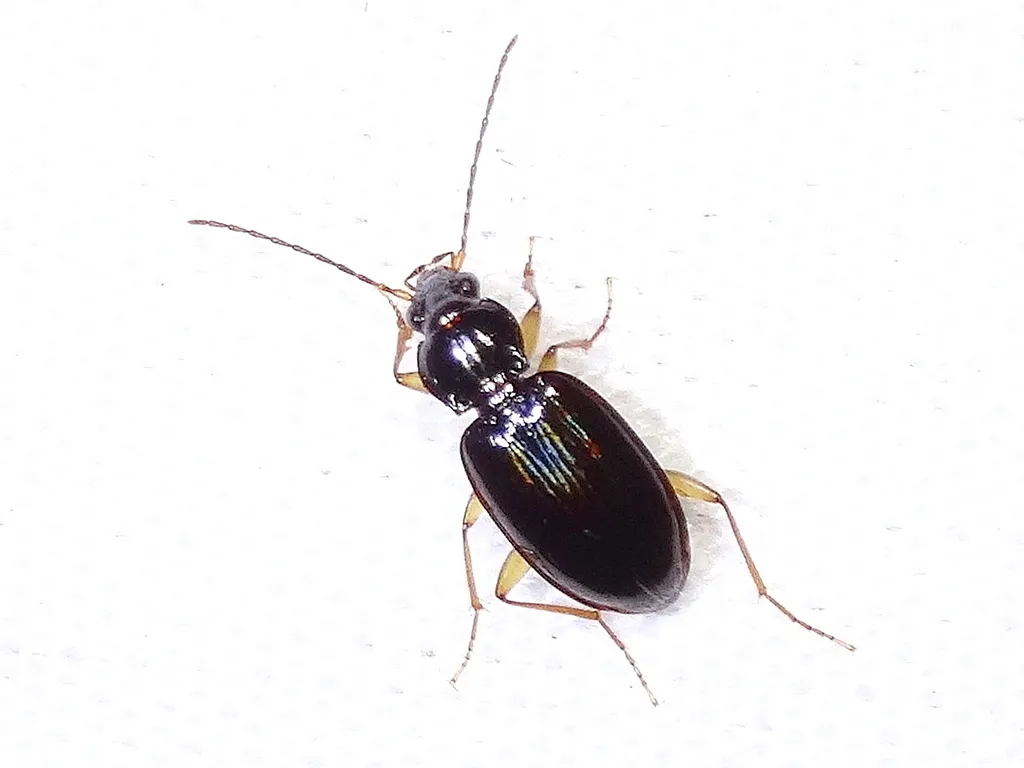 Bembidion trechiforme - photo 2