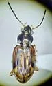 Bembidion umbratum