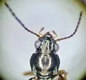 Bembidion umbratum - photo 2