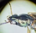 Bembidion umbratum - photo 3