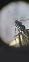 Bembidion vandykei - Bembidion vandykei