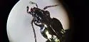 Bembidion vandykei - photo 2