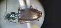 Bembidion vandykei - photo 4