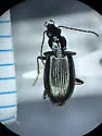 Bembidion vandykei - photo 5