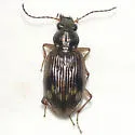 Bembidion variegatum - Bembidion variegatum