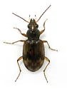 Bembidion variegatum - photo 2