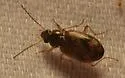 Bembidion variegatum - photo 3