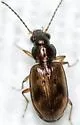 Bembidion variegatum - photo 4