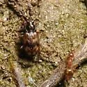 Bembidion variegatum - photo 5