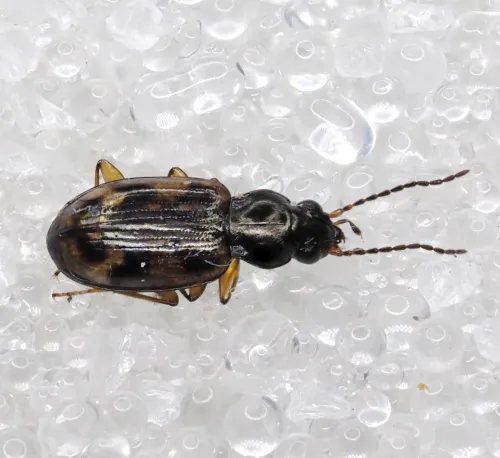 Bembidion varium