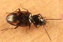 Bembidion versicolor - Bembidion versicolor