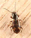 Bembidion versicolor - photo 2