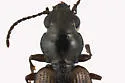 Bembidion versicolor - photo 3