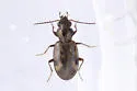 Bembidion versicolor - photo 4