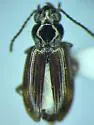 Bembidion versicolor - photo 5