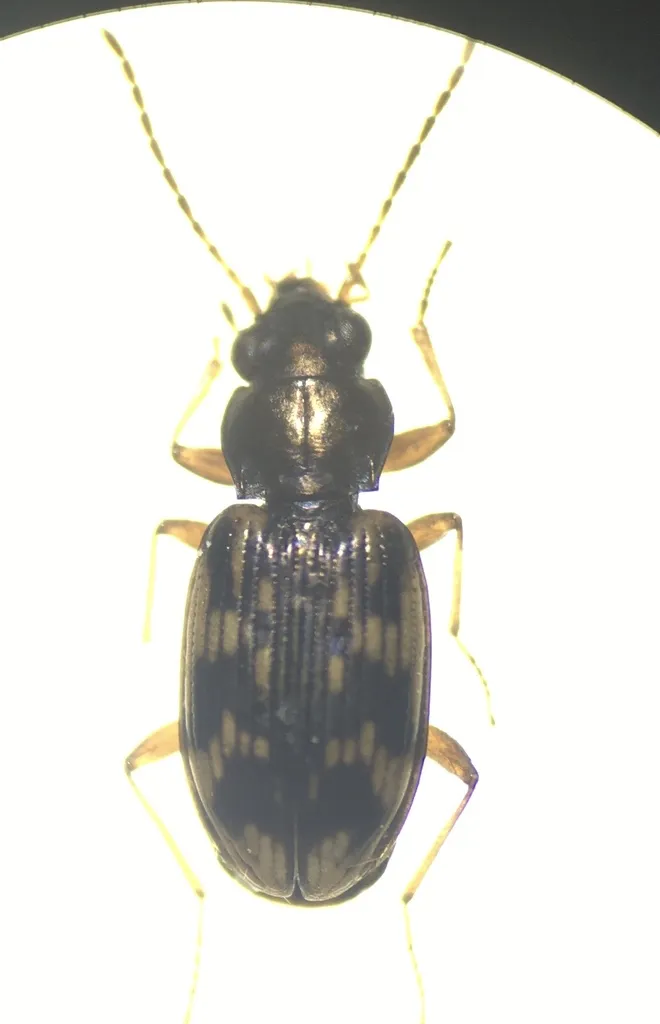 Bembidion versutum - Bembidion versutum