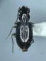 Bembidion vile - photo 2