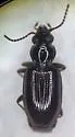 Bembidion vile - photo 3