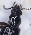 Bembidion vile - photo 4