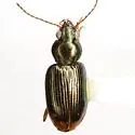 Bembidion viridicolle - Bembidion viridicolle