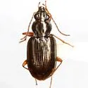 Bembidion viridicolle - photo 2