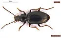 Bembidion yukonum - Bembidion yukonum