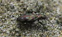 Bembidion zephyrum - Bembidion zephyrum