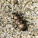 Bembidion zephyrum - photo 2
