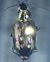 Bembidion zephyrum - photo 3