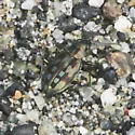 Bembidion zephyrum - photo 4