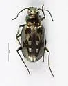 Bembidion zephyrum - photo 5