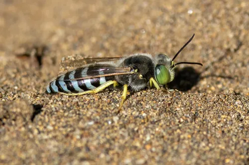 Bembix americana