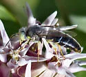 Bembix amoena - photo 4