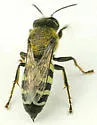 Bembix belfragei - photo 3