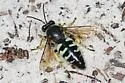 Bembix belfragei - photo 4