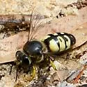 Bembix belfragei - photo 5
