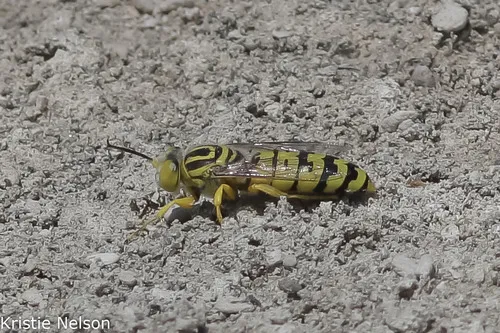 Bembix dentilabris