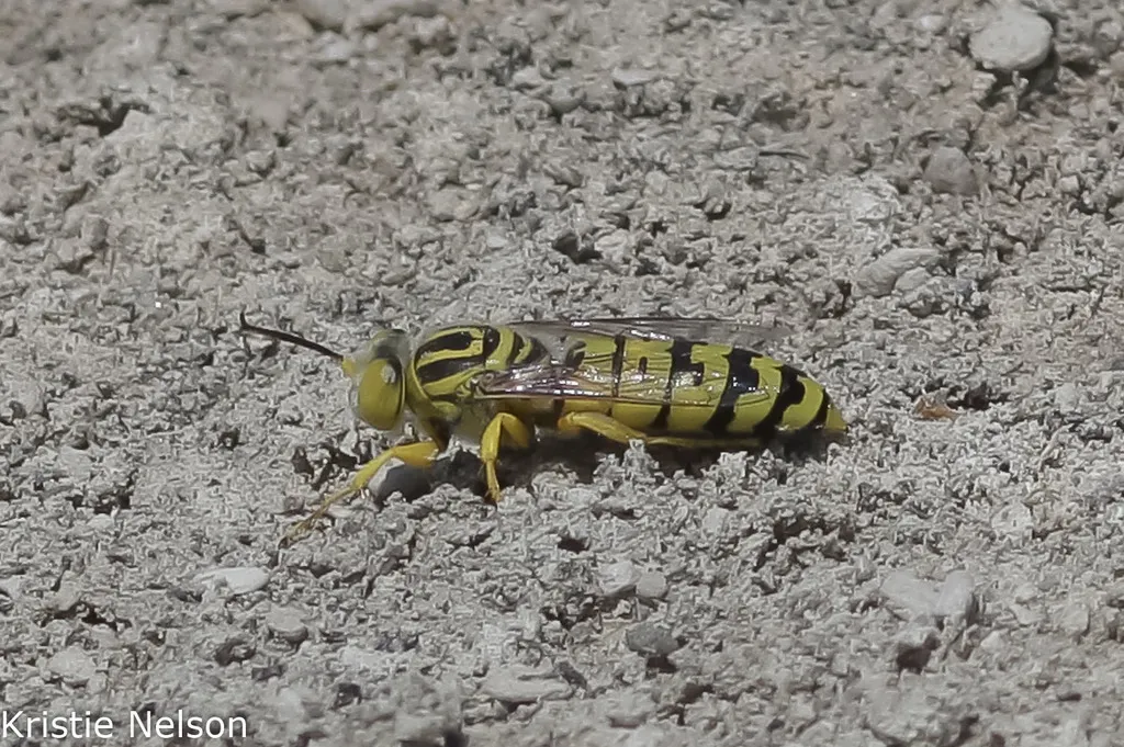 Bembix dentilabris - photo 2